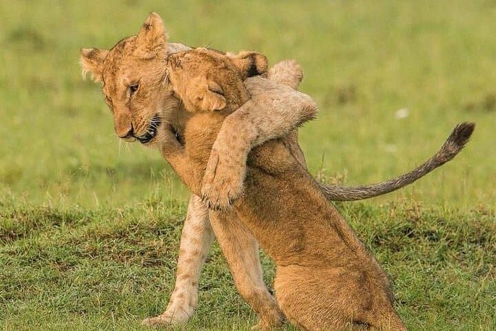 4-Day Serengeti Camping Safari — See the Great Migration and Big Five photo 4