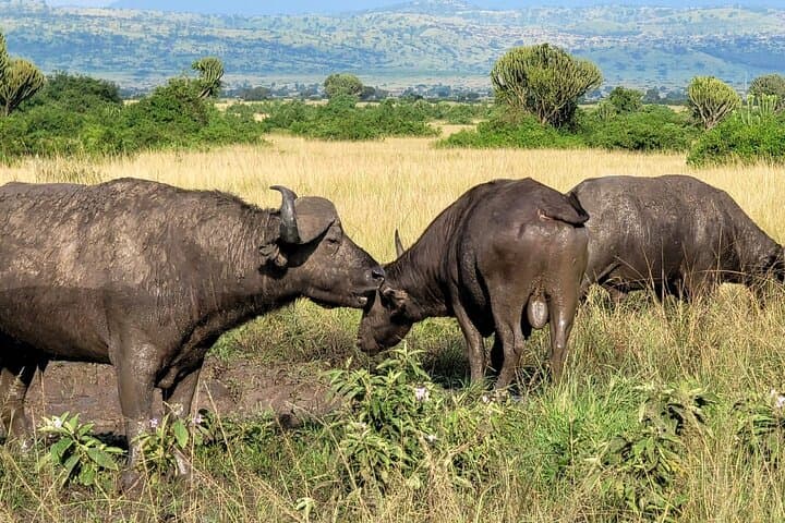 From Serengeti Plains to Bwindi: 6-Day Safari and Gorilla Tracking photo 6