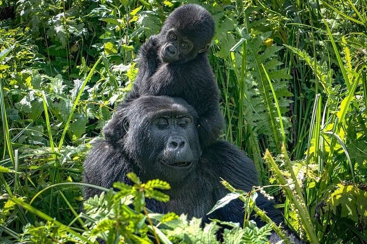 From Serengeti Plains to Bwindi: 6-Day Safari and Gorilla Tracking