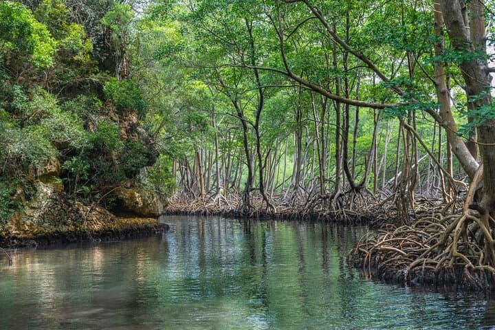 Private Full-Day Tour of Los Haitises National Park: Caves, Mangroves & Sabana de la Mar photo 4