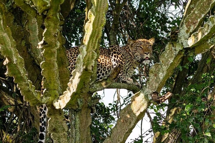 10-Day Uganda Wildlife Discovery: Gorilla & Chimpanzee Tracking in Bwindi and Kibale photo 3