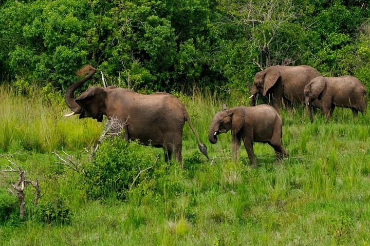 10-Day Uganda Wildlife Discovery: Gorilla & Chimpanzee Tracking in Bwindi and Kibale photo 4