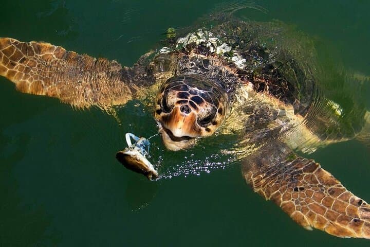 Dalyan Day Cruise: Turtle Beach, Mud Baths & River Tour from Fethiye photo 2