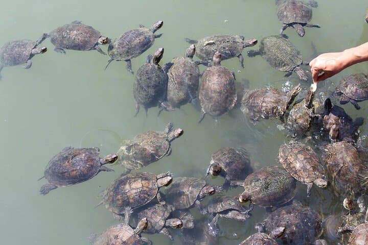 Dalyan Turtle Beach & Mud Baths Day Trip from Bodrum — Iztuzu, Kaunos and River Cruise photo 4