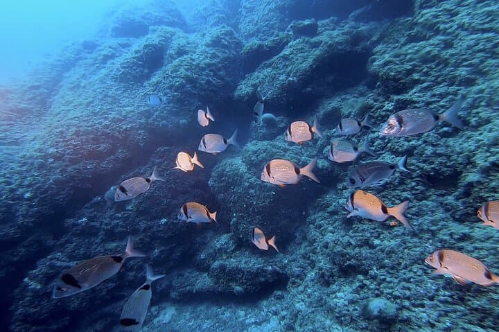 Boat Trip & Guided Snorkeling in Villefranche-sur-Mer from Nice — Marine Life and Shallow Reefs photo 4