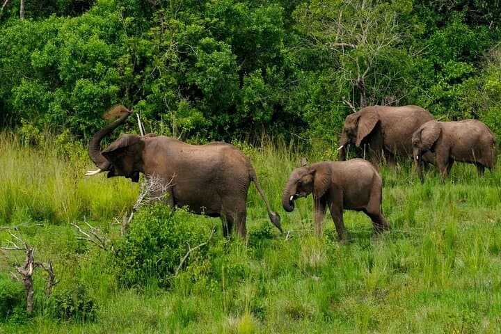 13-Day Uganda Safari: Gorillas, Chimp Trekking & Tree-Climbing Lions photo 5