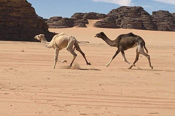 Two-Day Private Petra and Wadi Rum Tour from Amman — Petra, Wadi Rum & Dead Sea Highlights photo 2