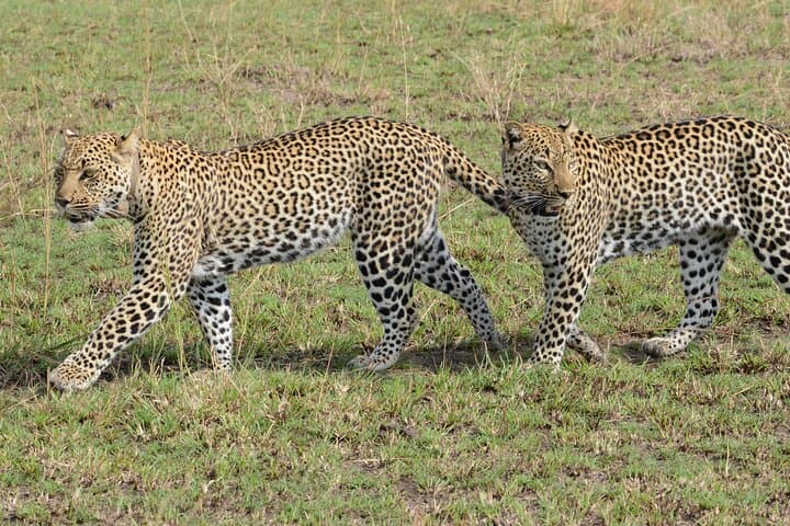 8-Day Uganda Luxury Big 5 Safari: Gorillas, Chimps & Murchison Falls photo 3