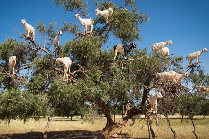Essaouira Private Day Trip from Marrakech: Argan Groves, Medina & Atlantic Ramparts photo 3