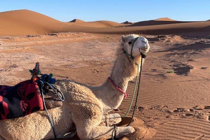 3-Day Marrakech to Erg Chegaga Desert Tour via Zagora and M'Hamid photo 4