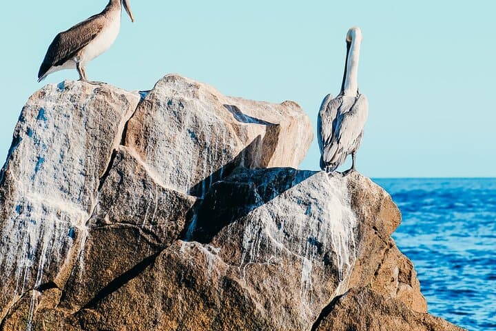 Private Cabo Catamaran: Chill Cruise with SUP, Snorkel & Floating Mat photo 6
