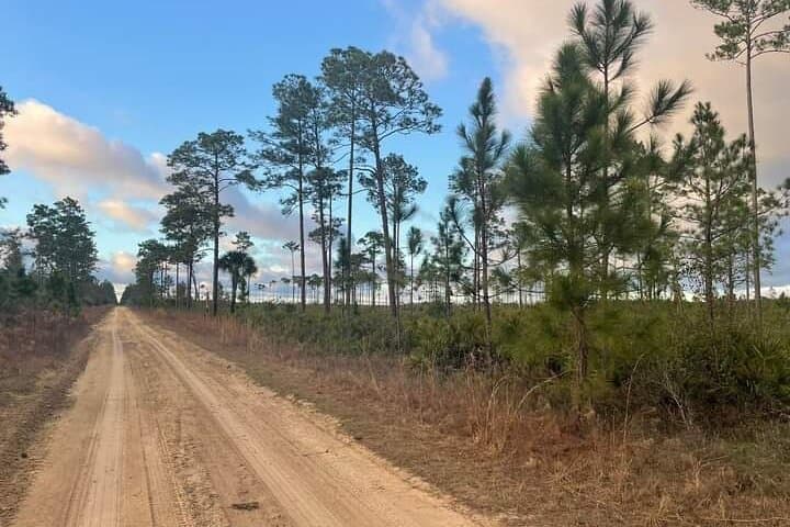 Guided Day Hike Through Florida Backcountry: Wetlands, Prairies & Wildlife photo 6