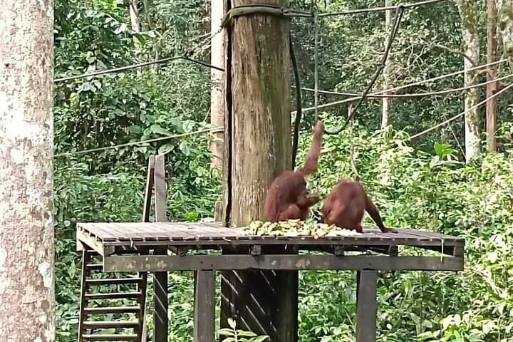 Sepilok Orangutan Rehabilitation and Sandakan City Day Tour from Kota Kinabalu photo 6
