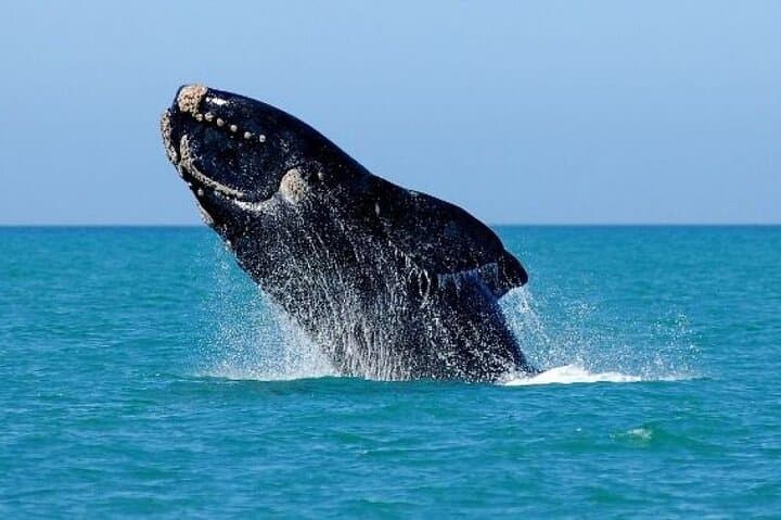 Big 7 Addo Elephant Park & Marine: Full-Day Safari and Algoa Bay Cruise from Port Elizabeth
