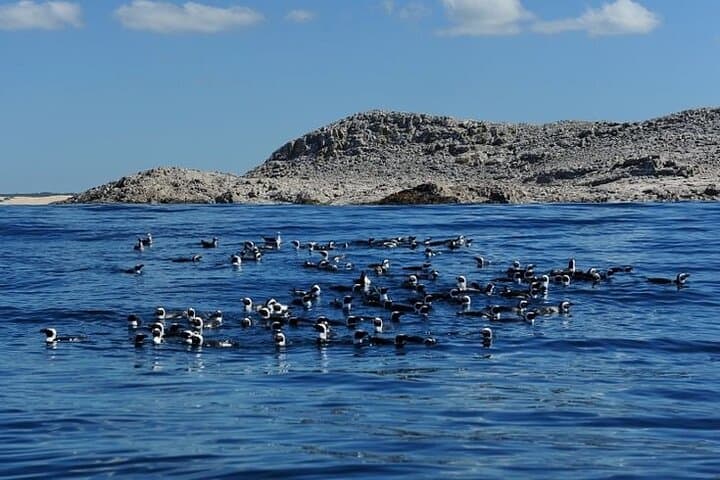 Big 7 Addo Elephant Park & Marine: Full-Day Safari and Algoa Bay Cruise from Port Elizabeth photo 2