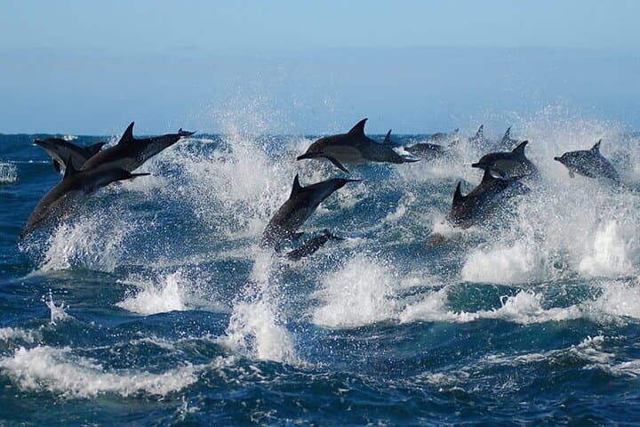 Big 7 Addo Elephant Park & Marine: Full-Day Safari and Algoa Bay Cruise from Port Elizabeth photo 3