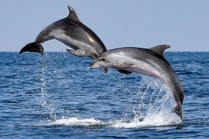 Big 7 Addo Elephant Park & Marine: Full-Day Safari and Algoa Bay Cruise from Port Elizabeth photo 4