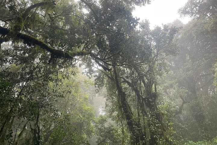 Mandara Hut Day Hike on Kilimanjaro — Marangu Route from Moshi or Arusha photo 4