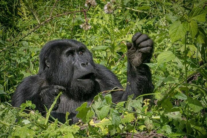 8-Day Uganda Luxury Big 5 Safari: Gorillas, Chimps & Murchison Falls photo 4