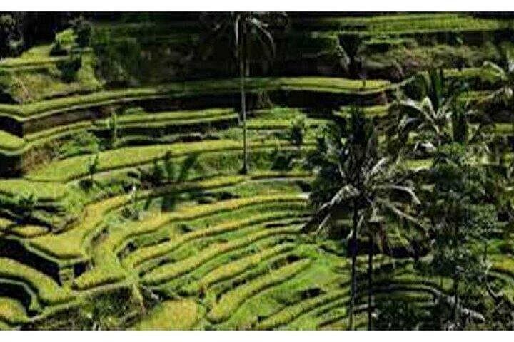 Ubud Swing, Tegalalang Rice Terraces & Goa Gajah Day Tour — Bali Adventure photo 4