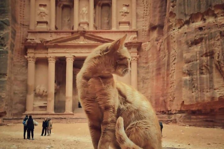 Private Day Tour to Petra and Wadi Rum from Amman or Dead Sea