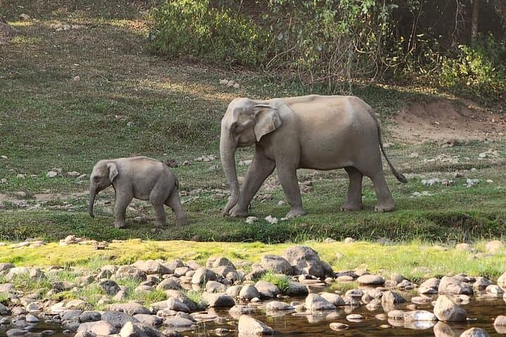 Anakulam Wild Elephant Village Day Tour from Munnar — Jeep, Waterfalls & Tribal Village Life