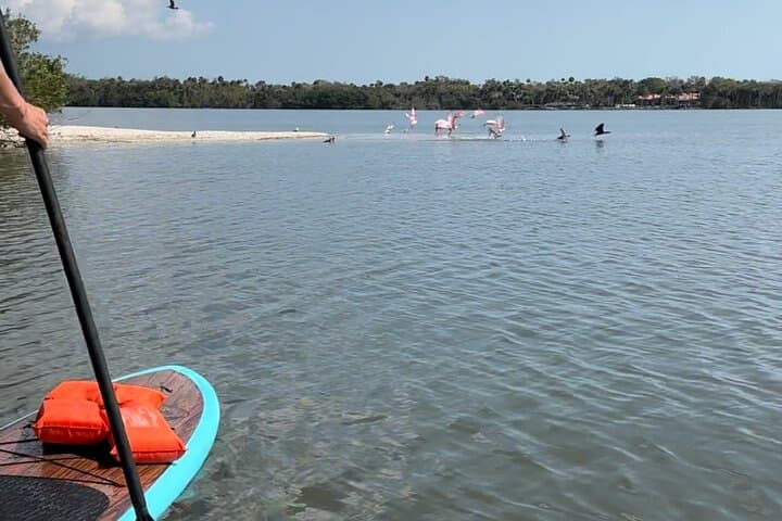 Paddle with Dolphins and Manatees: Merritt Island Nature Kayak Tour photo 6