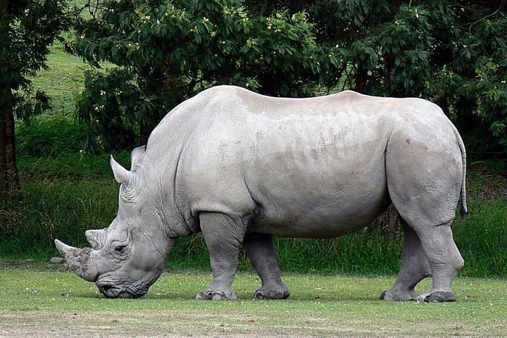 Full-Day Game Drive to Tala Game Reserve, Natal Park & Phezulu from Durban photo 3