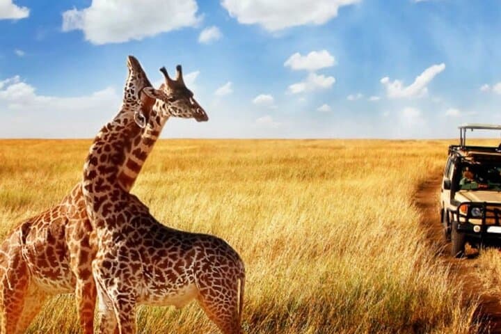 5-Day Private Garden Route and Addo Elephant Park from Cape Town photo 5