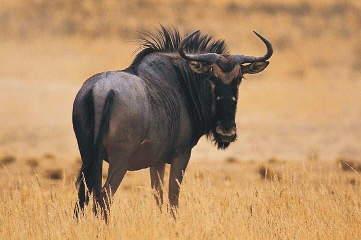 2-Day Tala Game Reserve, Howick & Sani Pass Adventure from Durban photo 5