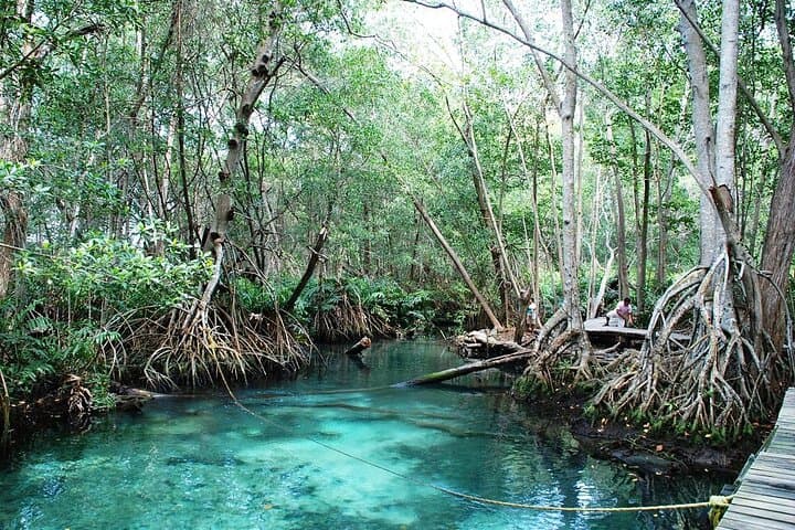 Celestun Mangrove and Beach Boat Ride from Merida — Flamingos, Mangroves & Swimming photo 2