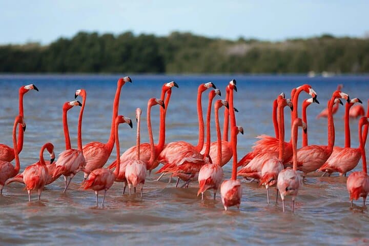 Celestun Mangrove and Beach Boat Ride from Merida — Flamingos, Mangroves & Swimming photo 1