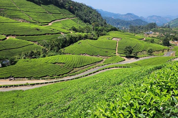Munnar Tea Plantation Sunset Walk — Guided Tea-Estate Hike & Sunset View photo 5