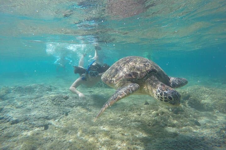 Apo Island Full-Day Snorkel & Turtle Point Tour from Dumaguete photo 3