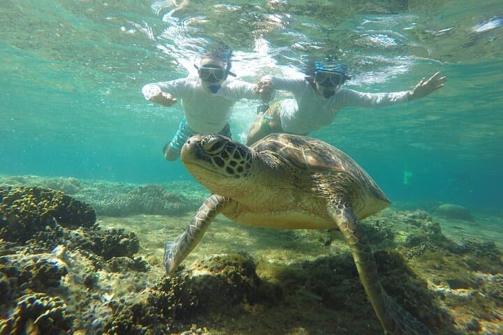 Apo Island Full-Day Snorkel & Turtle Point Tour from Dumaguete photo 4