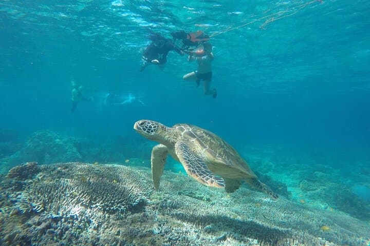 Apo Island Full-Day Snorkel & Turtle Point Tour from Dumaguete