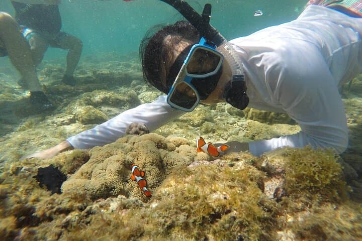 Apo Island Full-Day Snorkel & Turtle Point Tour from Dumaguete photo 5
