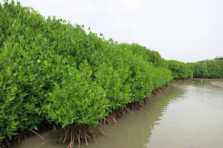 Muthurajawela Mangrove Wetland Boat Tour — Colombo Shore Excursion & Birdwatching photo 4