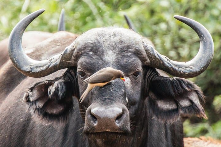 Big Five Safari: 2-Day Kruger National Park Game Drives from Johannesburg photo 1