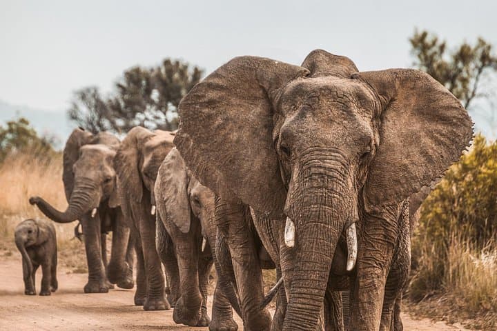 Big Five Safari: 2-Day Kruger National Park Game Drives from Johannesburg photo 2