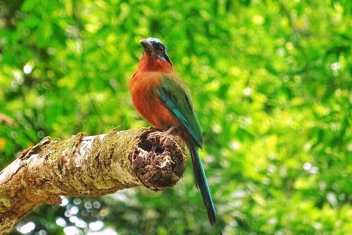 Tobago Atlantic Coast Full-Day Tour to Argyle Falls, Fort King George & Speyside photo 4