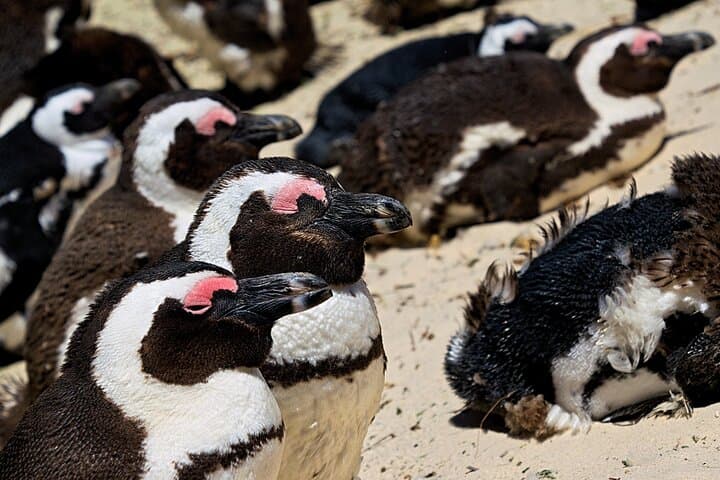 Private Full-Day Boulders Beach Penguin Tour from Cape Town