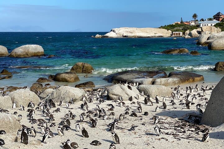 Private Full-Day Boulders Beach Penguin Tour from Cape Town photo 3