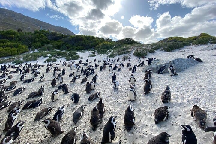Private Full-Day Boulders Beach Penguin Tour from Cape Town photo 4