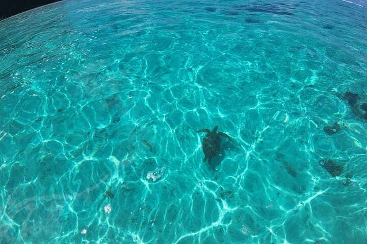 Half-Day Private Boat Snorkeling Excursion in Moorea — Stingrays, Sharks & Turtles photo 5