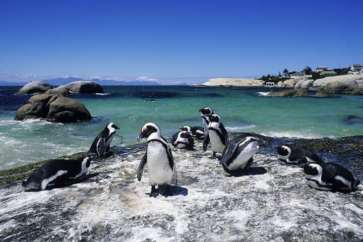 4-Day Private Garden Route and Addo Elephant Safari from Cape Town photo 3