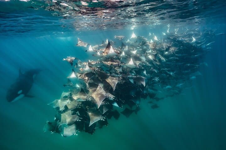 ocean-safari-la-ventana-mobula-rays-orcas-and-dolphins photo 3