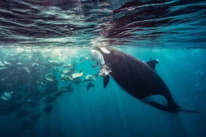 ocean-safari-la-ventana-mobula-rays-orcas-and-dolphins