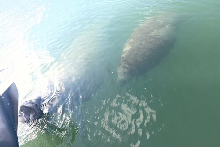 Key Largo Dolphin Day Tour — 1-Hour Boat Rental with Captain photo 3