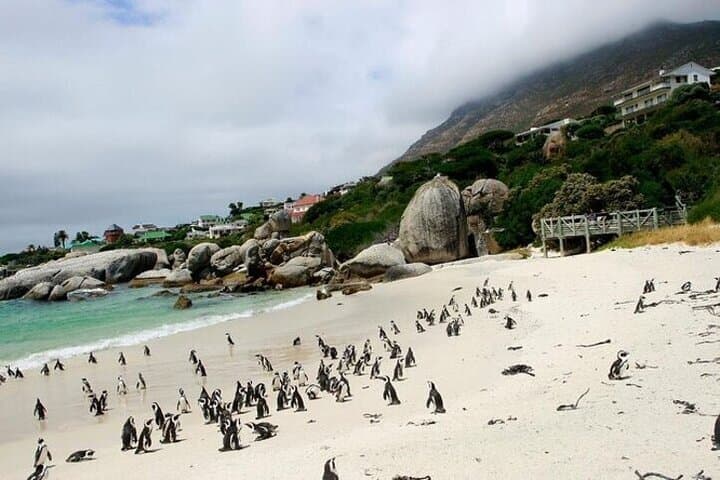 Cape Peninsula Day Tour: Bo-Kaap, Boulders Beach Penguins & Cape Point photo 3